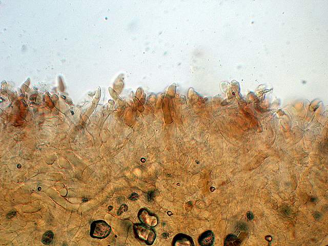 Xerocomus bubalinus   (Oolbekk. & Duin)  Redeuilh